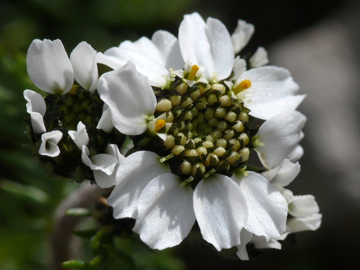 Achillea atrata (Schwarzrandige Schafgarbe)