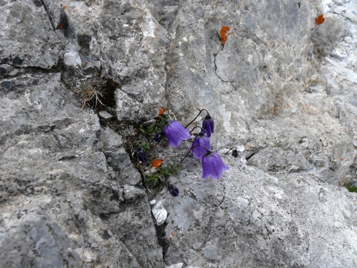 Niedliche Glockenblume (Campanula cochleariifolia)