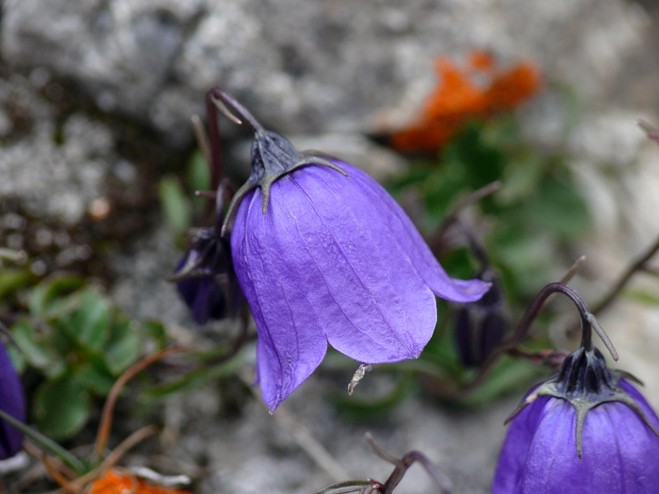 Niedliche Glockenblume (Campanula cochleariifolia)