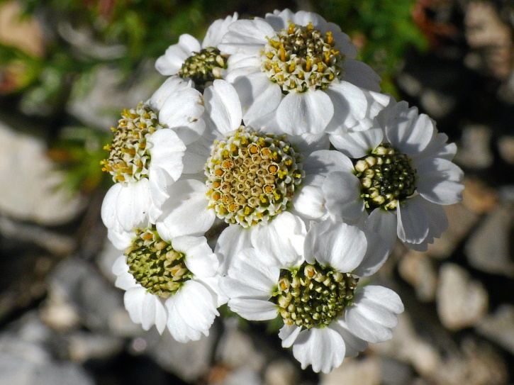 Achillea atrata (Schwarzrandige Schafgarbe)