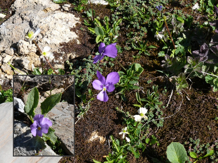 Zwei Sorten Veilchen: Viola calcarata +Viola thomasiana (?) (Insert)