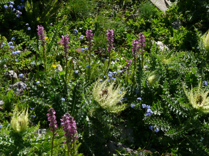 Schweizer Läusekraut (Pedicularis rostratospicata subsp. helvetica)