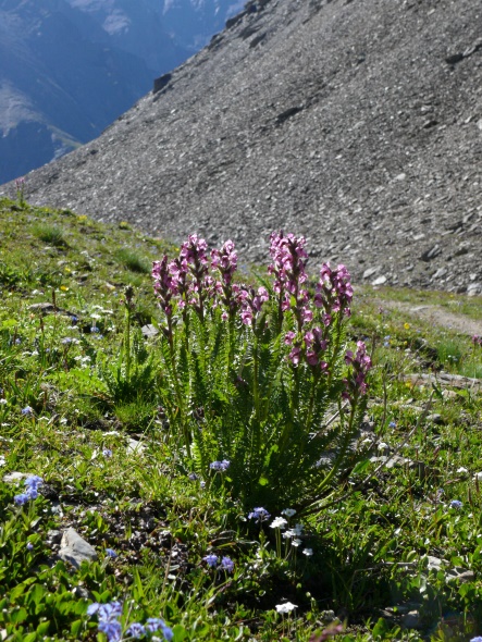 Schweizer Läusekraut (Pedicularis rostratospicata subsp. helvetica)