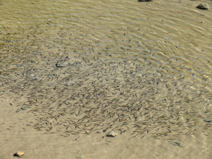 Kaulquappen im seicht-warmen Wasser des Lai Mort