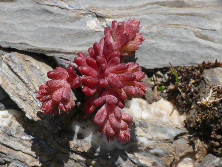 Dunkler Mauerpfeffer (Sedum atratum)