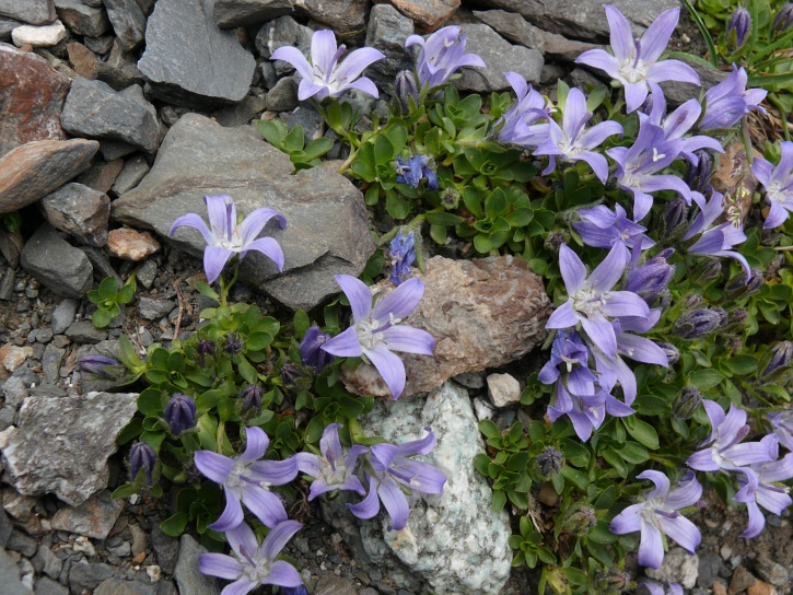 Mont-Cenis-Glockenblume