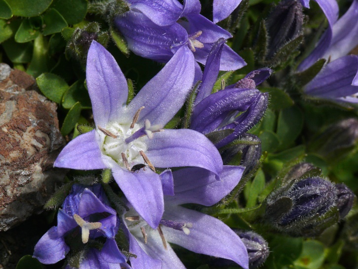 Mont-Cenis-Glockenblume