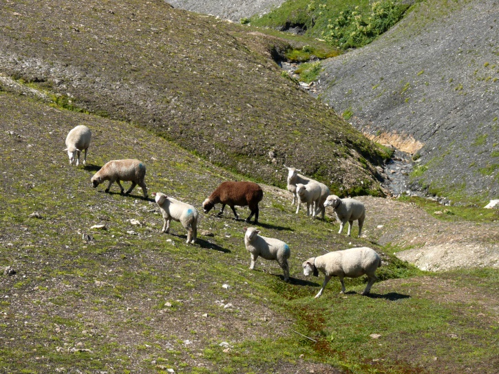 Schafherde an der Verzweigung zum Aussichtspunkt 2510