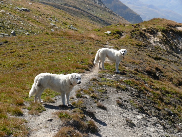 wachsame aber sanfte Hütehunde