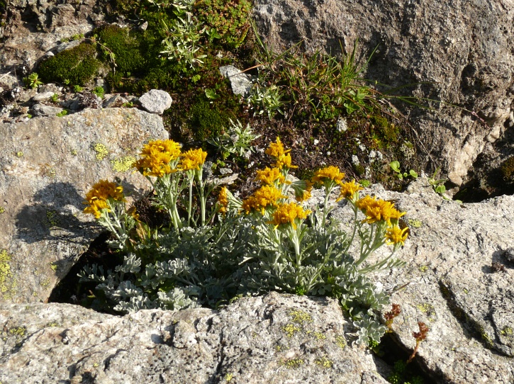 Senecio incanus ssp. incanus (Graues Greiskraut)