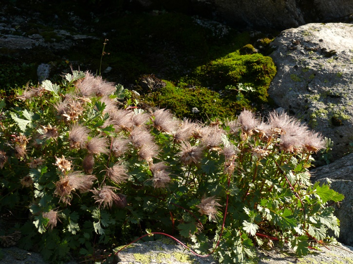 verblühte Anemone