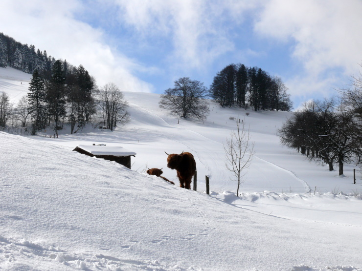 Schottische Hochlandrinder bei Schwengimatt