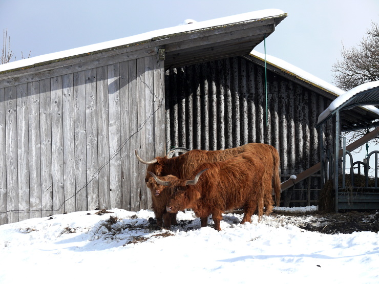 Schottische Hochlandrinder bei Schwengimatt