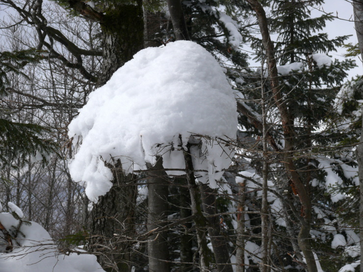 Schneehaube