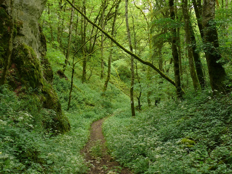 Idyllischer Wanderweg im Wolfental bei der Ruine Kallenberg