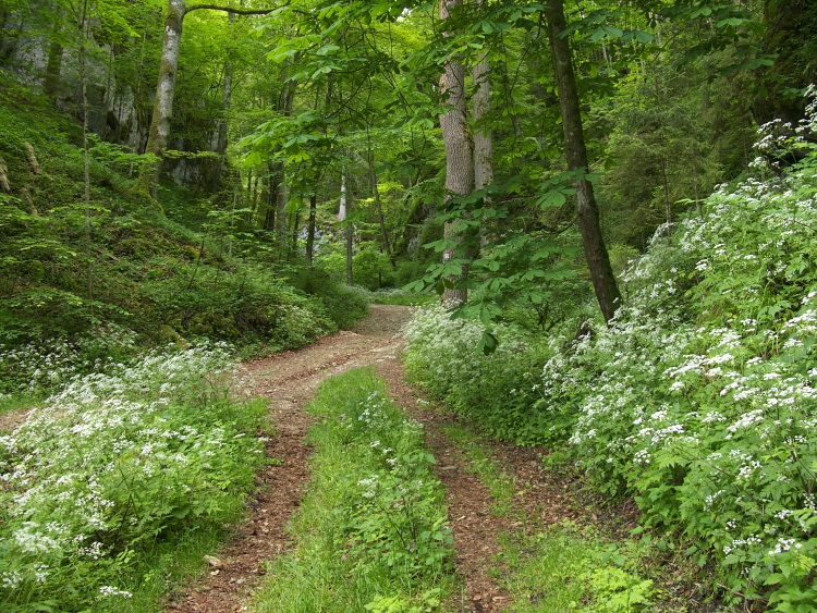 Wanderweg durchs Liebfrauental