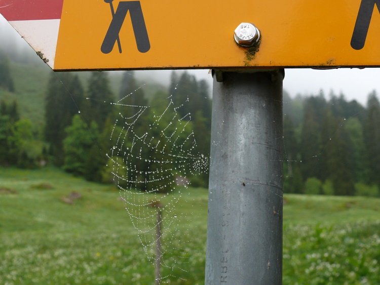 Nebeltröpfchen am Spinnennetz