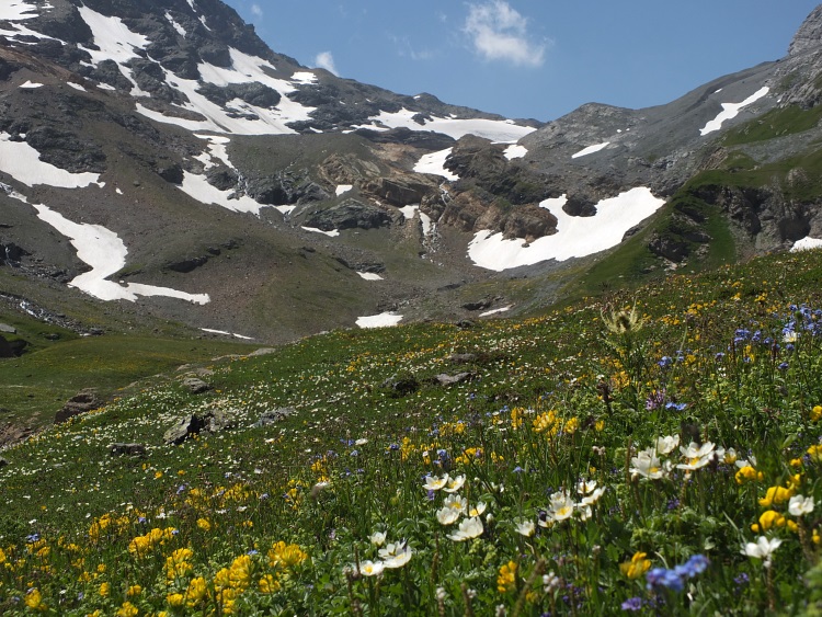 Alpenflora am Hinter-Stäfeli