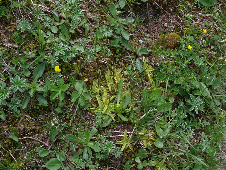 Fettkraut (Pinguicula vulgaris)