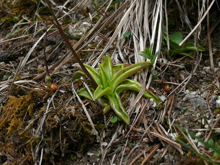 Fettkraut (Pinguicula vulgaris)