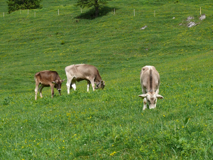 Weidende Kühe