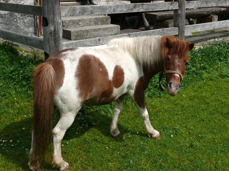 Zwergpony bei der Güschglehötta