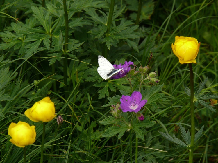 Storchschnabel, Butterblume und Schmetterling