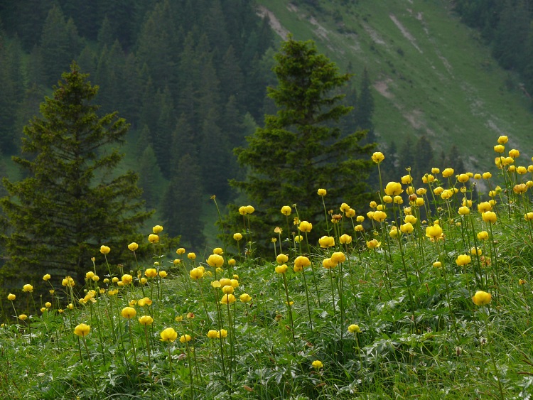 Sumpfdotterblumenmeer