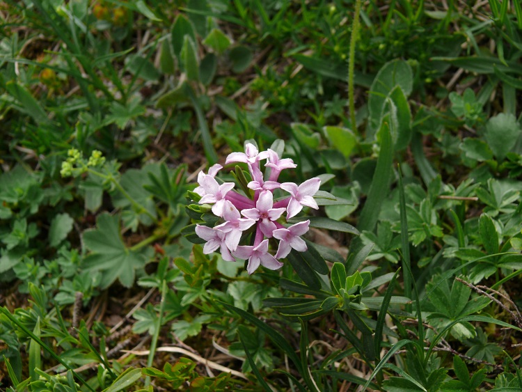 Steinröschen (Daphne striata)