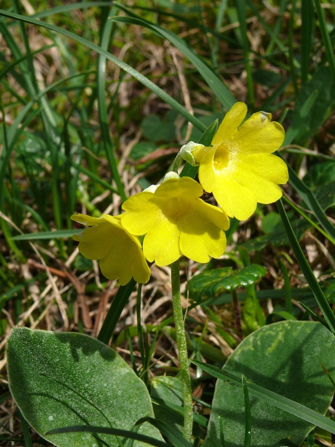 Alpen-Aurikel