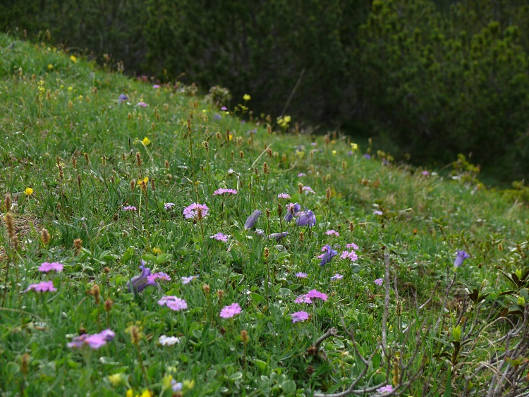 Blumenwiese