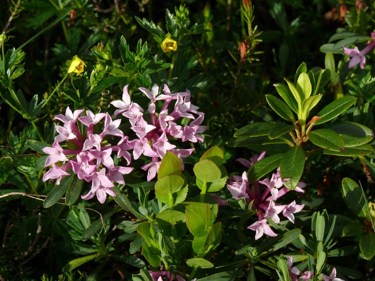 Steinröschen (Daphne striata)