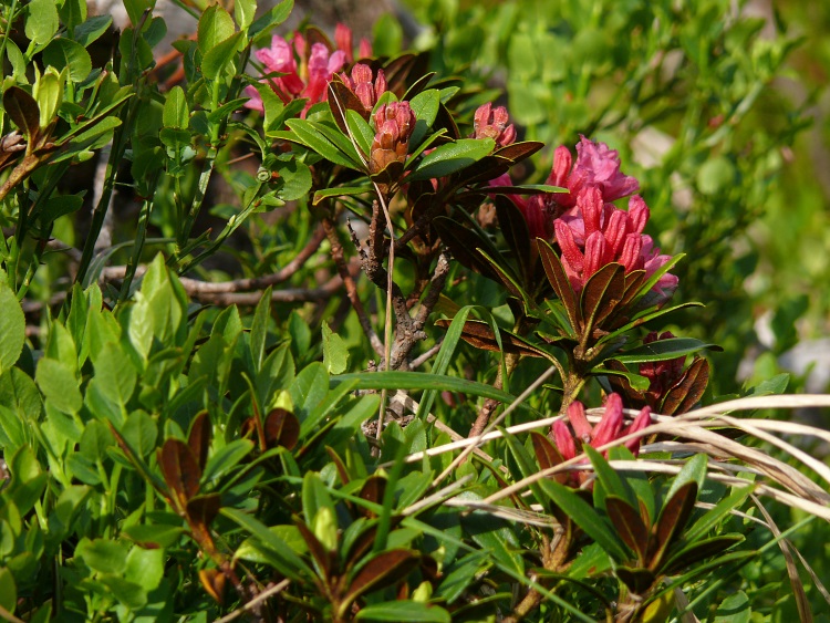 Alpenrosen