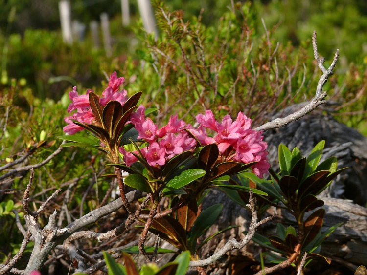 Alpenrosen