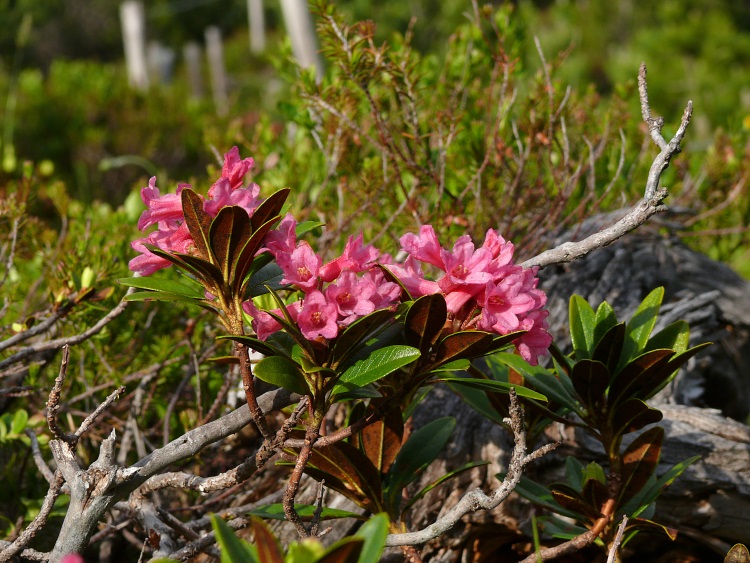 Alpenrosen