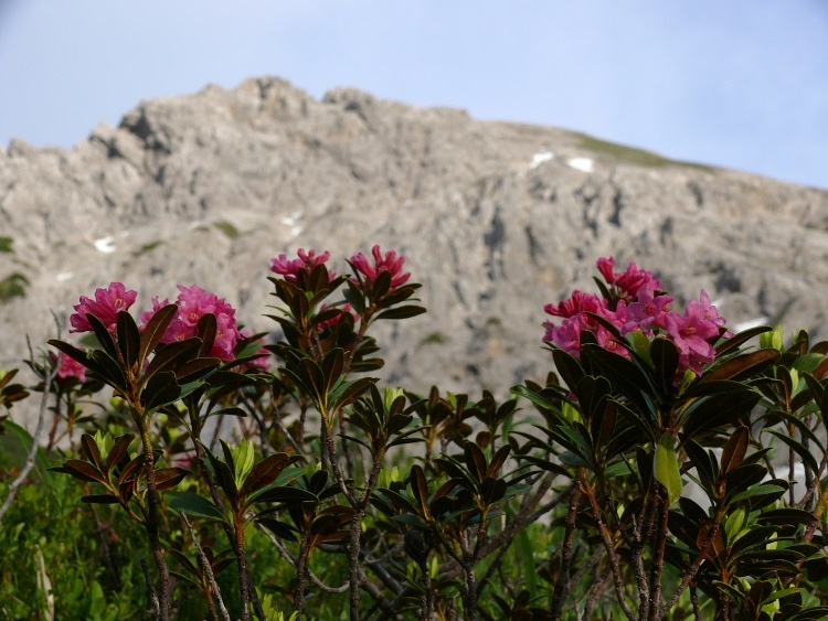 Alpenrosen