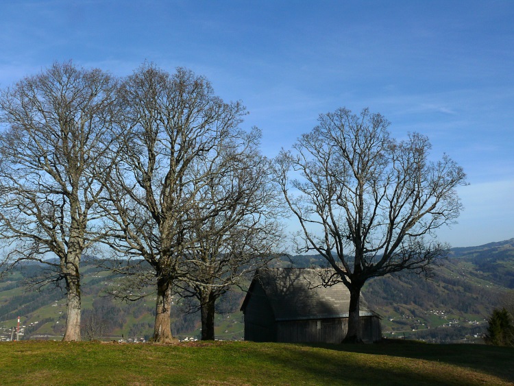 Bäume bei Stangen