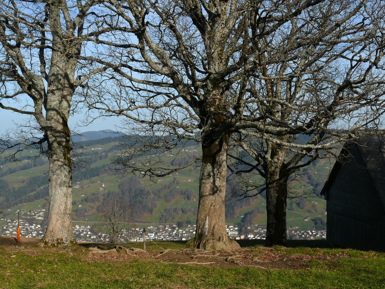 Bäume bei Stangen