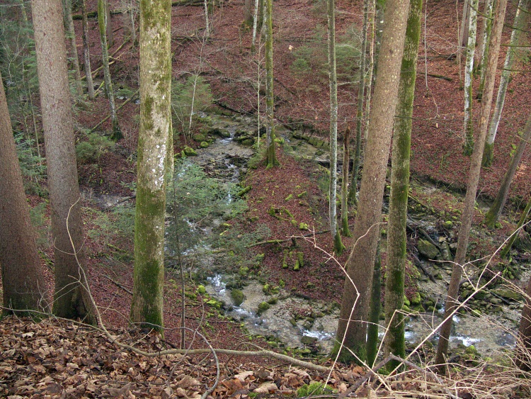 Tobel des Stelxbaches